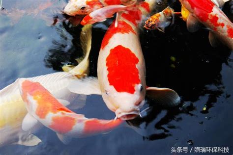 錦鯉魚意思